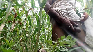 Phat black hawking in the cornfield